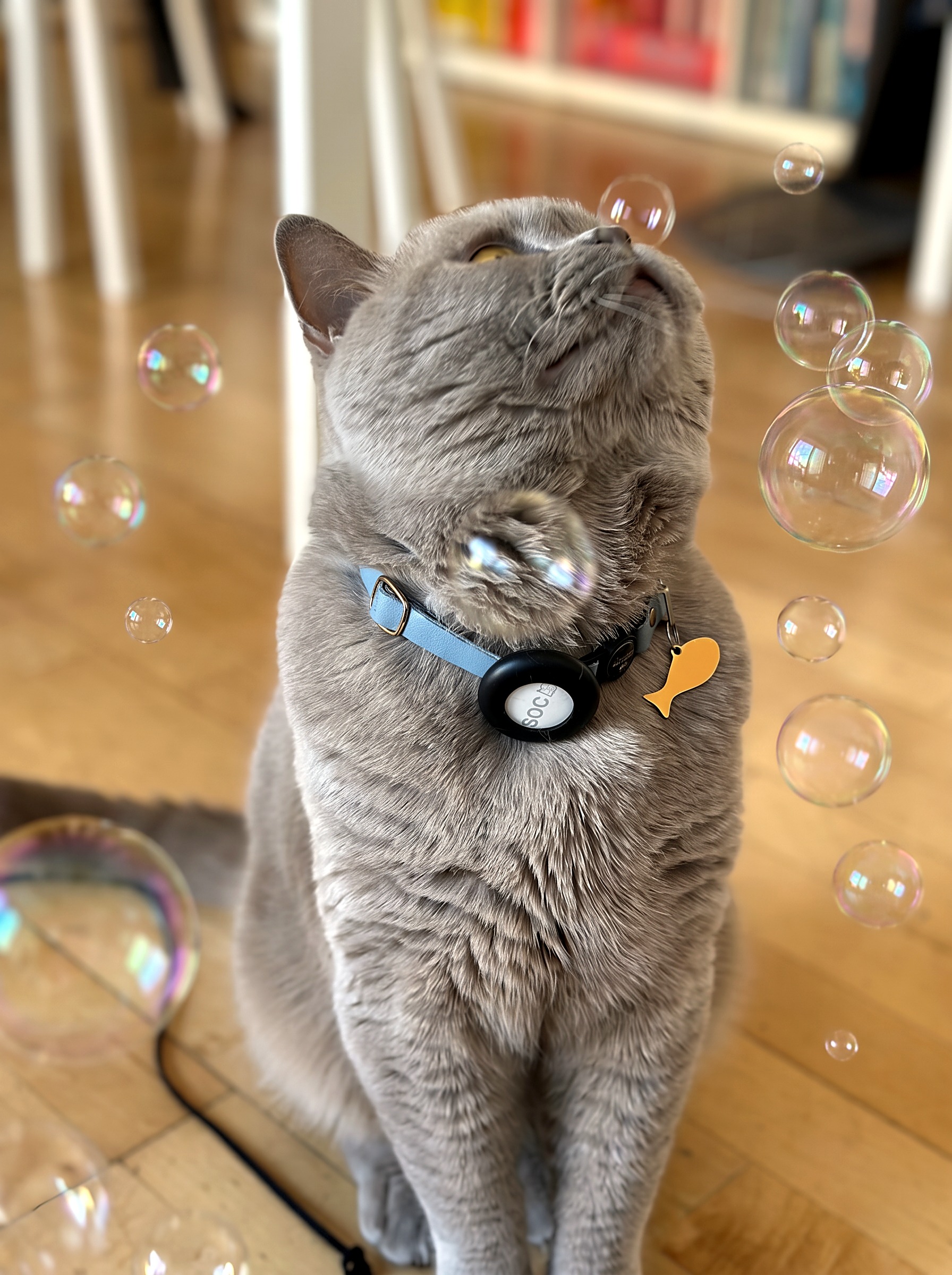 Socrates, a lilac British Shorthair, sitting on a wooden floor and reaching up towards floating soap bubbles
