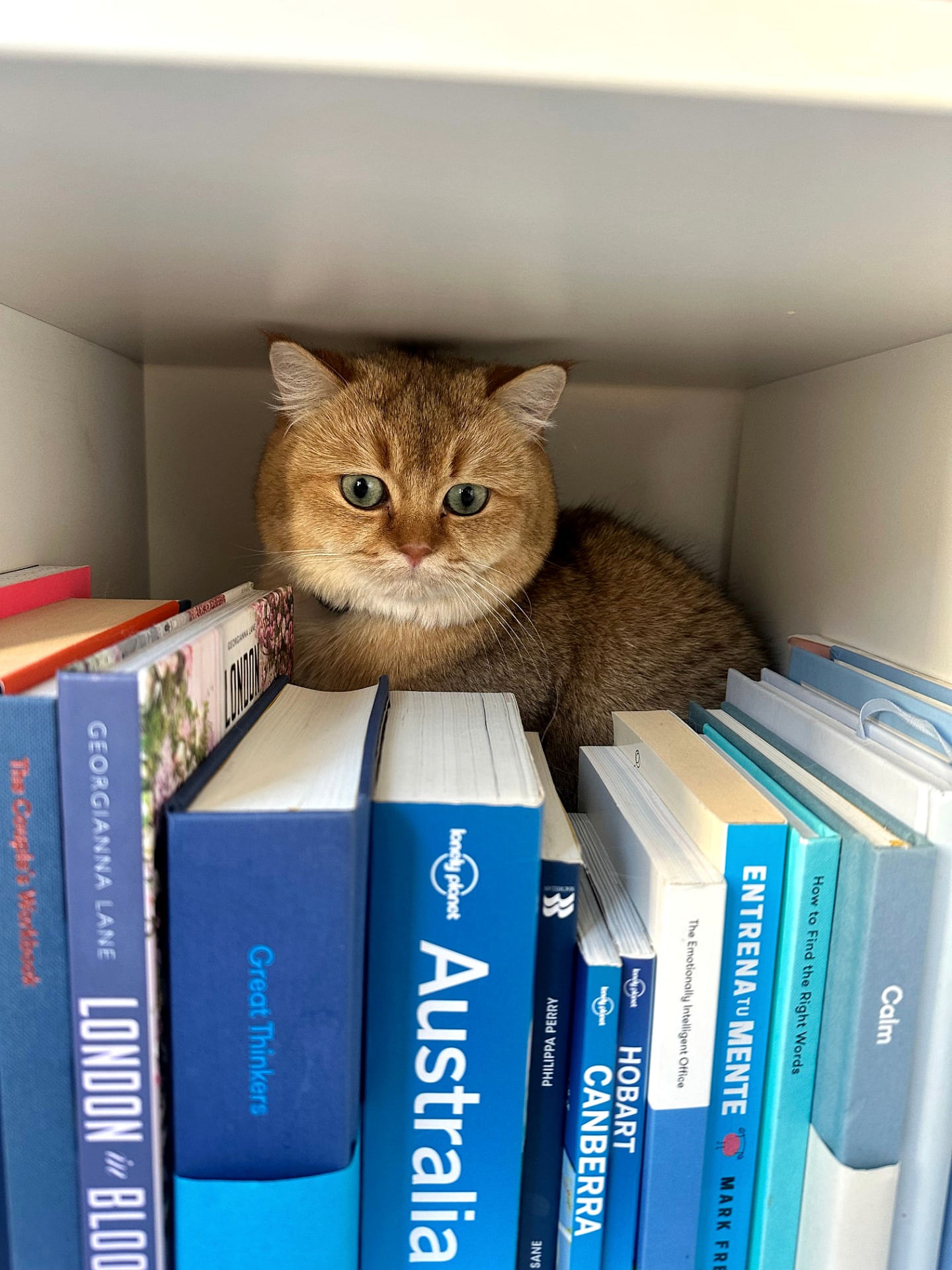 On being well read. — a past Philosocats reflection by Marcus Aurelius