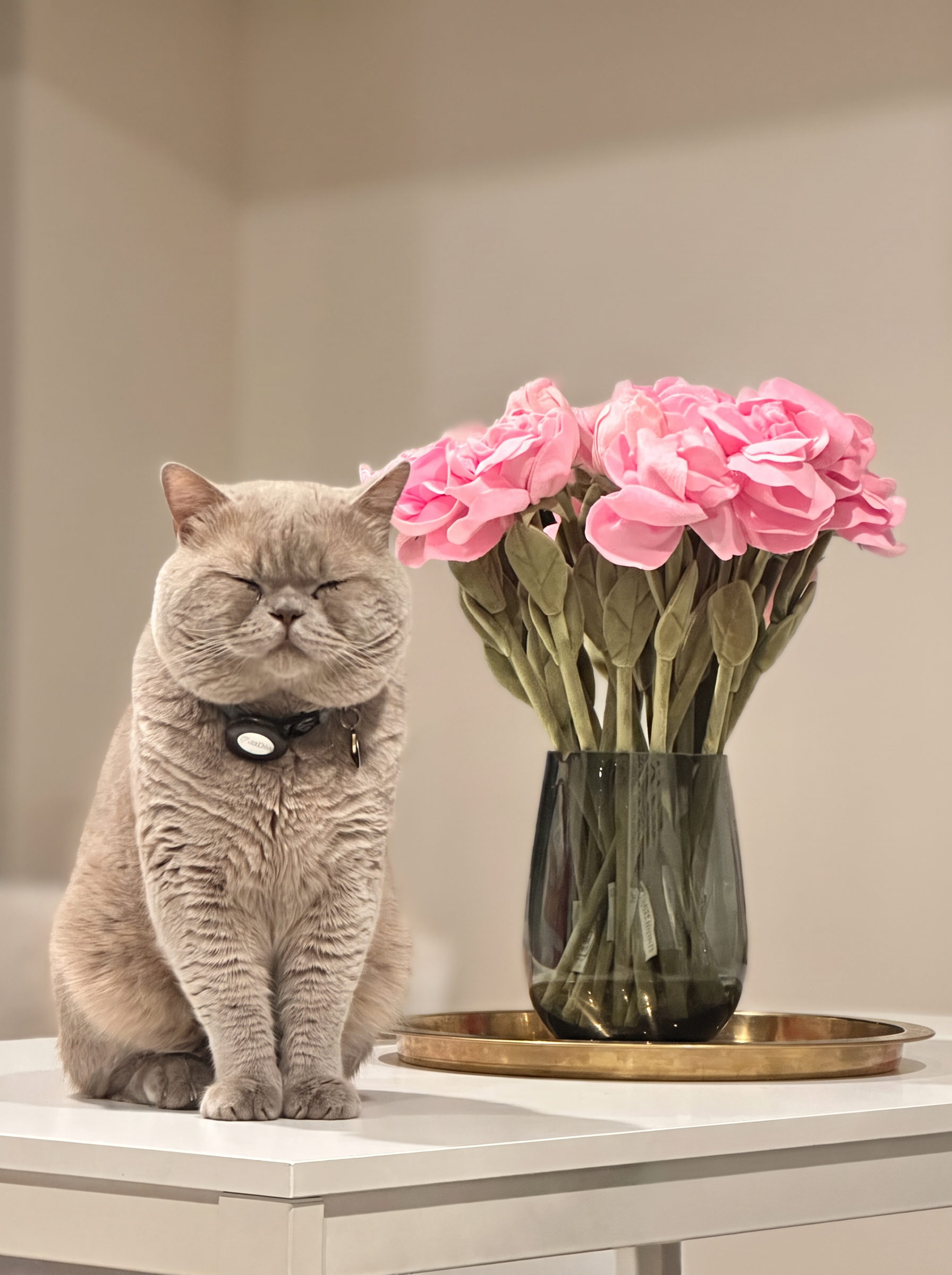 Bloom where you sit. — a past Philosocats reflection by Socrates