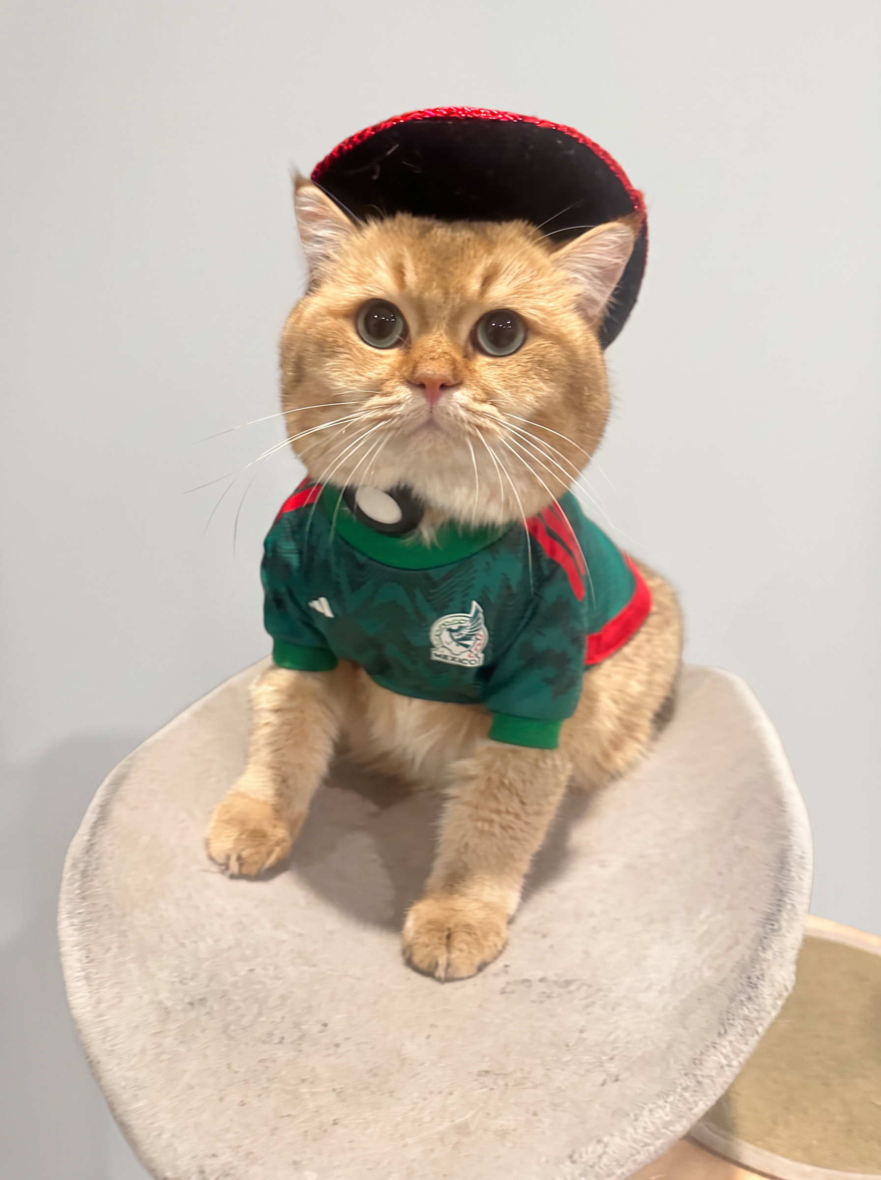 Marcus Aurelius seated upright on a cat tree in a green football jersey and small cap, composed in soft warm light